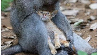 Monkey And Kitten Reenact <i>Eat, Pray, Love</i>